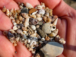 Sea Shells