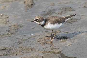 Petit gravelot juvénile 