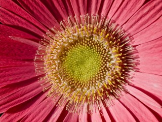 Beautiful macro of a pink gerbera blossom