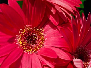 Beautiful macro of a pink gerbera blossom