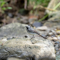 The white wagtail (Motacilla alba) is a small passerine bird in the family Motacillidae.