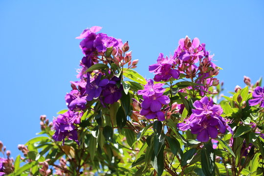 Tibouchina tree blooming purple in Sydney, Australia