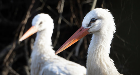 white stork ciconia ciconia