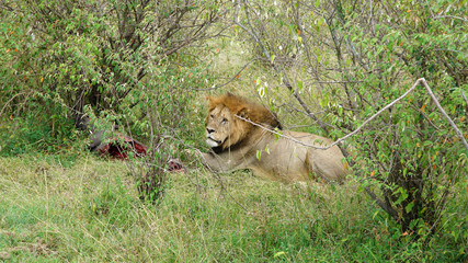 Lion Lying on the Grass and Eating