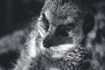 Meerkat close-up - Black and White