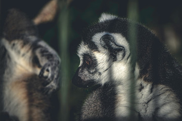 Lemur behind bars