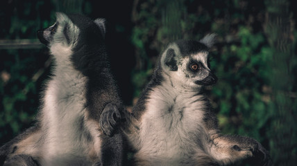 Sunbathing lemurs