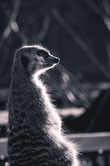 Alert Meerkat