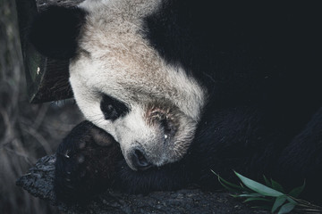 Sleeping Giant Panda