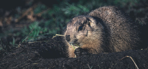 Gopher digging a hole and eating