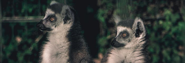 Two lemurs looking at something