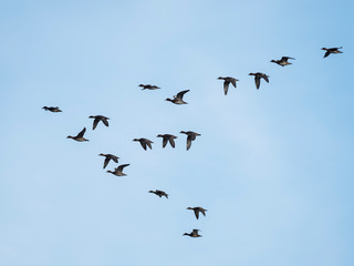 Obraz premium Widgeon (Mareca penelope) in flight during migration. Flock with Wigeon Ducks flying in the sky during migration. flock of wild ducks in the sky. 