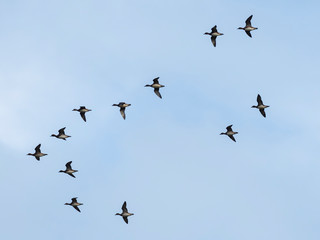  Widgeon (Mareca penelope) in flight during migration. Flock with Wigeon Ducks flying in the sky during migration. flock of wild ducks in the sky. 