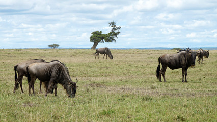Naklejka na ściany i meble Wildebeest in African Savanna, Kenya