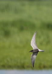   black tern (Chlidonias niger) in flight.