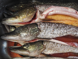 River pike in a metal tank. Cleaned and prepared for butchering. Winter fishing.