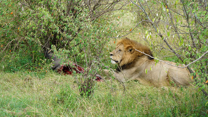 African Lion in the Wildlife