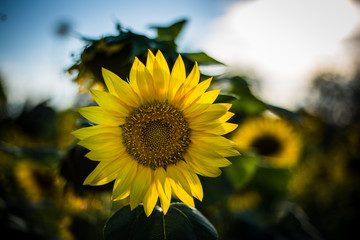 sunflower in field