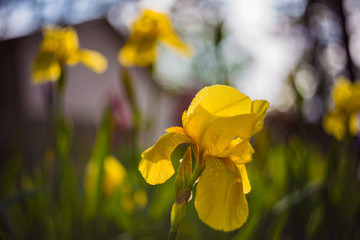 Obraz premium yellow flowers in the garden