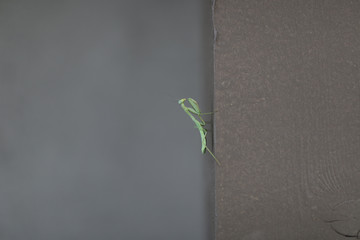 green mantis on brown wood