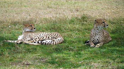 Naklejka premium Cheetahs, Maasai Mara National Reserve Kenya