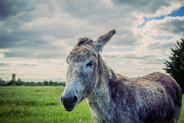 Fototapeta premium Ane gris dans un pré