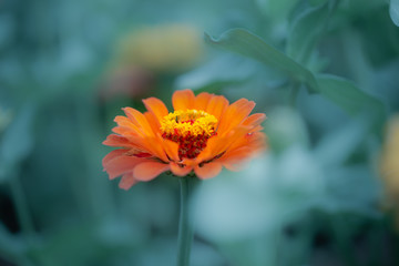 orange flower