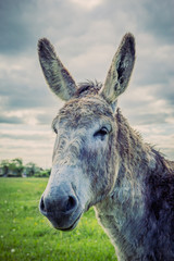 Ane gris dans un pré