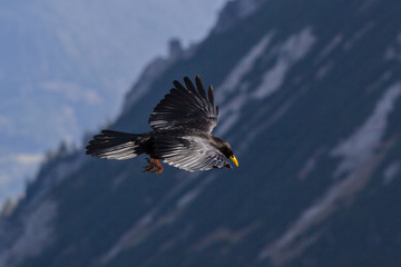 Bergdohle im Flug
