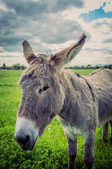 Ane gris dans un pré