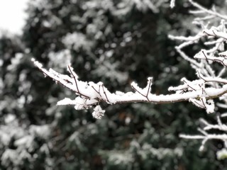 snowy branch