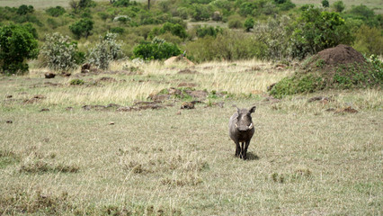 Warthog (Phacochoerus Africanus) from Pig Family in Wildlife