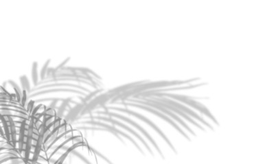 Abstract palm leaves shadow on white wall Background. Blank copy space.
