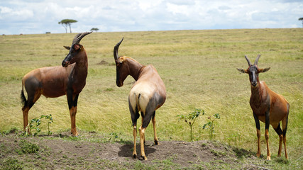 Naklejka na ściany i meble Topi Antelopes Standing on Mound