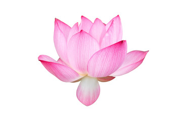 Lotus flower isolated on white background. File contains with clipping path so easy to work.
