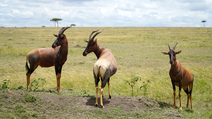 Naklejka na ściany i meble Topi Antelopes in Savanna, Africa