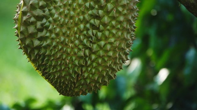 Durian tree, Fresh durian fruit on tree, Durians are the king of fruits, Tropical of asian fruit. Thailand