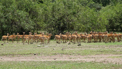 Impalas (Antelopes) in Grassland of Savanna in Africa