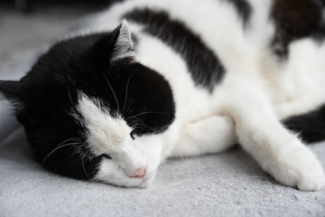 Fototapeta na wymiar Black and white domestic cat