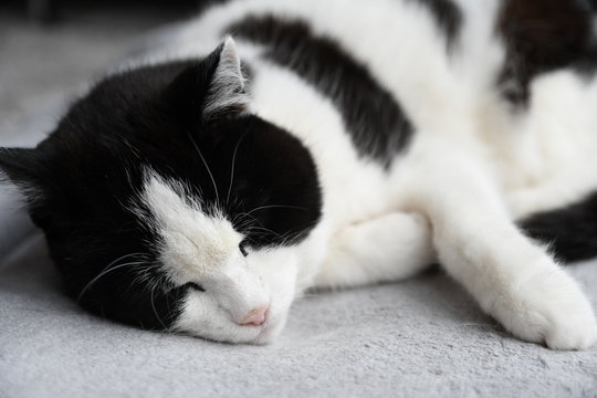 Black And White Domestic Cat