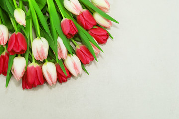 Beautiful tulips on light background.