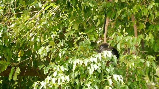 Cute spectacled leaf langur, dusky monkey on tree branch amidst green leaves in Ang Thong national park in natural habitat. Wildlife of endangered species of animals. Environment conservation concept.