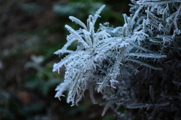 Branch covered in ice cold white frost in the winter. first frosts, cold weather, frozen water,...