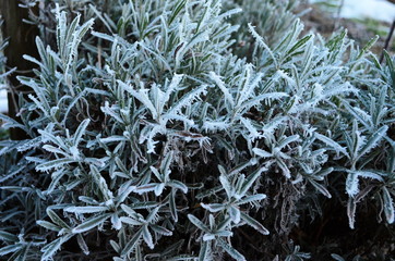 Branch covered in ice cold white frost in the winter. first frosts, cold weather, frozen water, frost