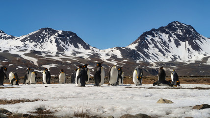 Pinguine in Südgeorgien mit Bergen im Hintergrund © Claudia