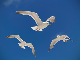 Three seagulls hover over a beach in the summer sky