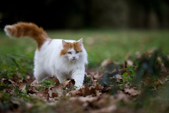 15 Best Beau Chat Images Stock Photos Vectors Adobe Stock