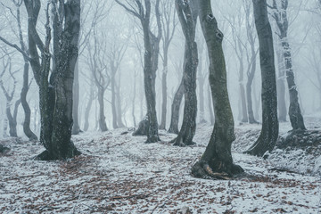forest in winter