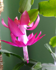 Beautiful shlumbergera pink flower. Christmas cactus plant.