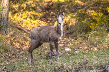 Chamois looking at camera